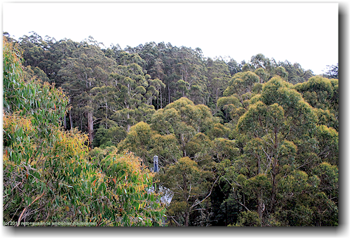 baumkronen im otway treetop walkway forest