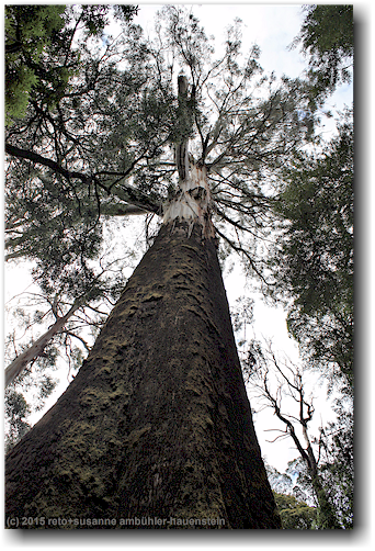 baum im otway treetop walkway forest