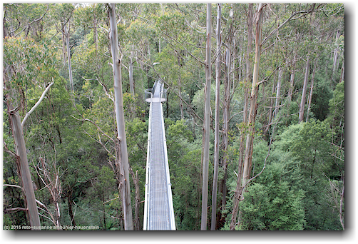steg des otway treetop walkway