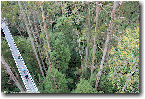 steg des otway treetop walkway
