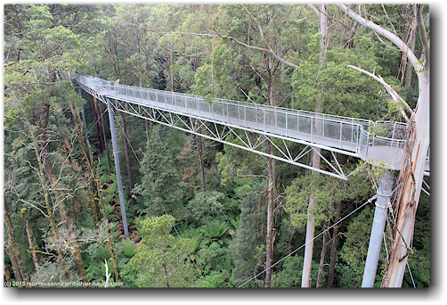 otway treetop walkway
