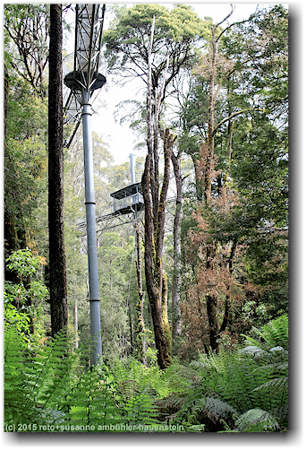 stuetze des otway treetop walkway