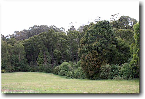 otway treetop walkway forest