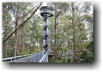aussichtsturm des otway treetop walkway
