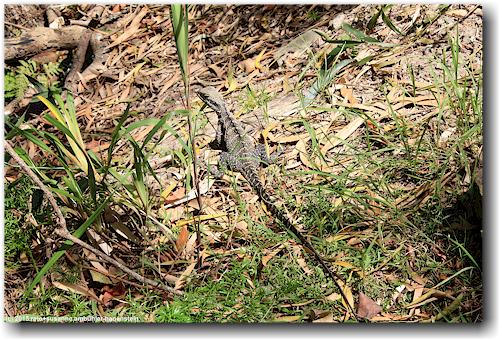 eidechse im sydney fisher bay reserve
