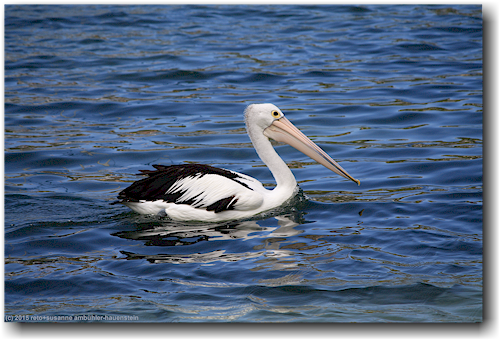 pelikan im middle harbour bei sydney the spit