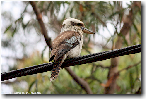 kookaburra im sydney wellings reserve