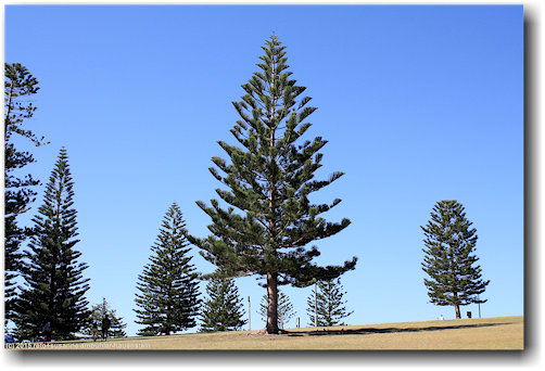 baeume bei kiama