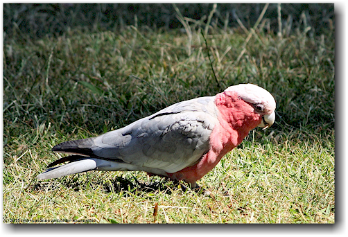 papagei bei kiama