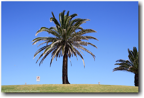 palme bei wollongong