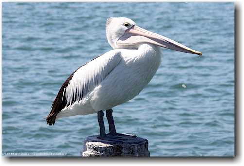 pelikan bei wollongong