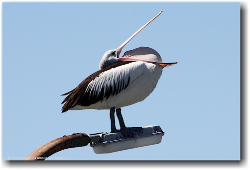 pelikan bei wollongong