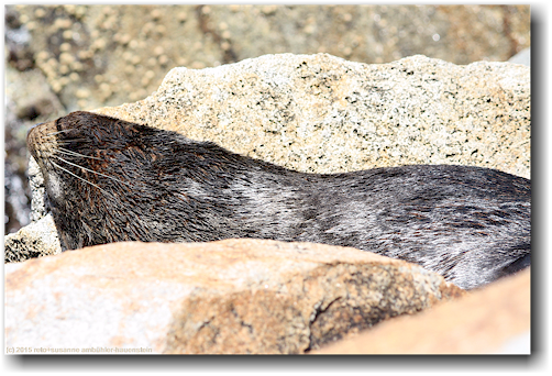 sich sonnender seehund auf felsen im wagonga inlet bei narooma