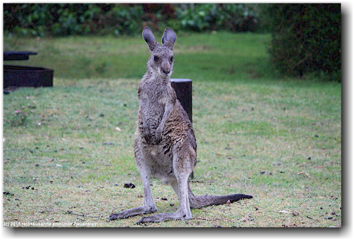 kaenguru im ben boyd national park