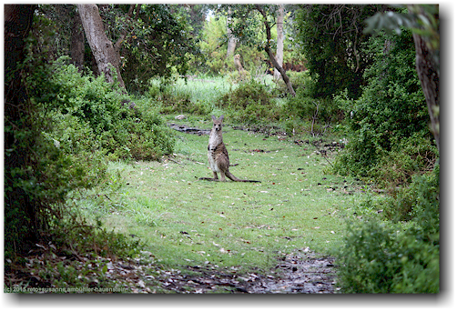 kaenguru im ben boyd national park