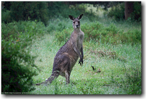 kaenguru im ben boyd national park