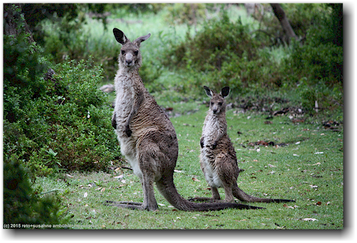 kaengurus im ben boyd national park