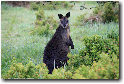 wallaby im ben boyd national park