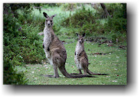 zwei kaengurus im ben boyd national park