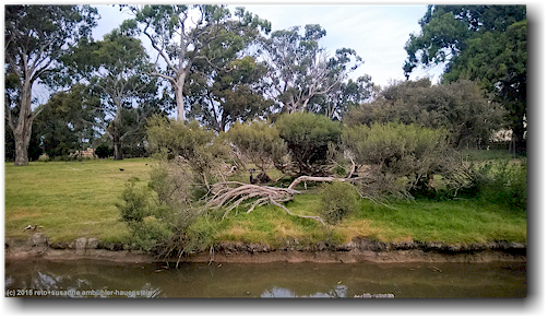 tierhaltung mit straussen neben dem bairnsdale holiday park big4