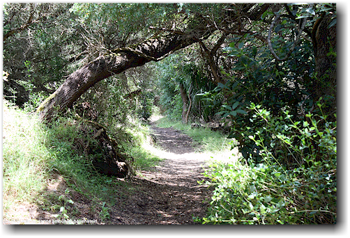 wanderweg im lake tyers coastal reserve bei lakes entrance