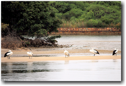 pelikane am ufer des north arm des lake king bei lakes entrance