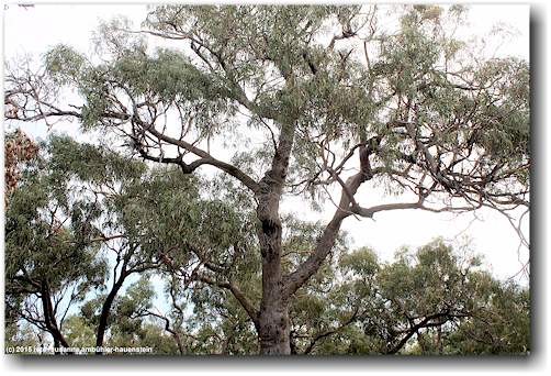 koala auf eukalyptusbaum im raymond island conservation reserve (bildmitte)