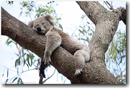 koala auf eukalyptusbaum im raymond island conservation reserve