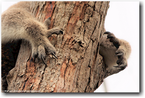 krallen eines koala im raymond island conservation reserve
