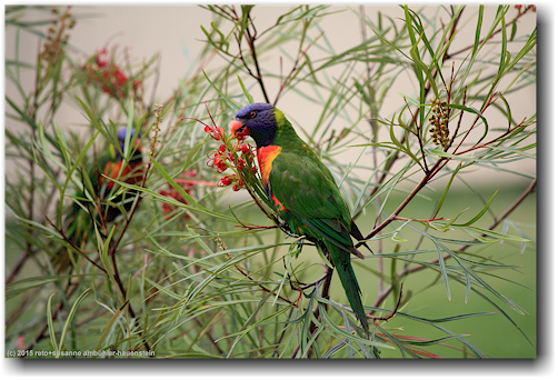 papagei im raymond island conservation reserve