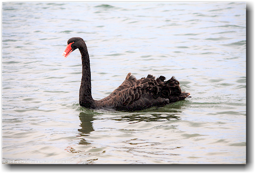 schwarzer schwan im raymond island conservation reserve
