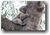 koala im raymond island conservation reserve