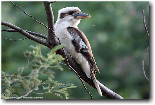 kookaburra beim ovens river bei bright