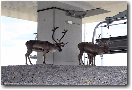 rentiere in der bergstation der sesselbahn auf dem dundret bei gaellivare