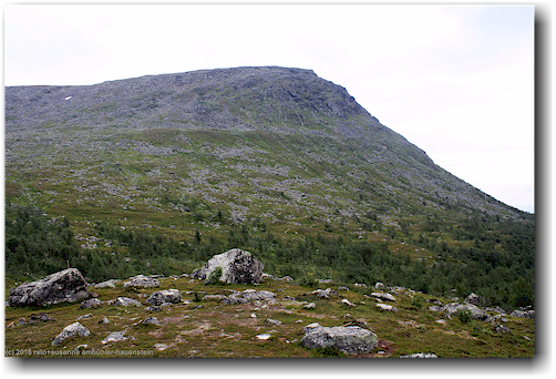 felskuppe entlang des kungsleden auf dem fjaell bei karnjelajakka im stora sjoefallets nationalpark