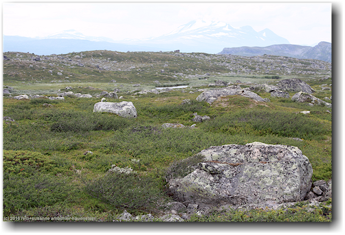 hochebene entlang des kungsleden bei rassejakka im stora sjoefallets nationalpark