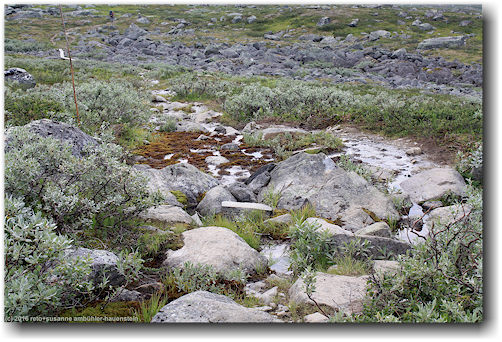 sumpf entlang des kungsleden bei rassejakka im stora sjoefallets nationalpark
