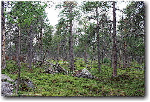 wald beim naturum im stora sjoefallets nationalpark