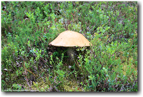 pilz neben dem kungsleden noerdlich von kvikkjokk