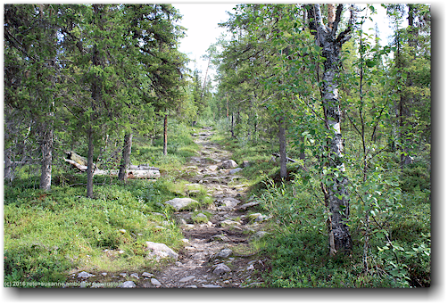 kungsleden als waldpfad noerdlich von kvikkjokk