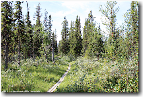 steg entlang des kungsleden durch den wald noerdlich von kvikkjokk
