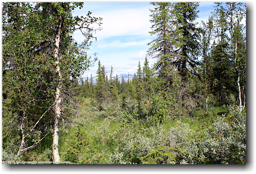 auf dem kungsleden durch den wald noerdlich von kvikkjokk