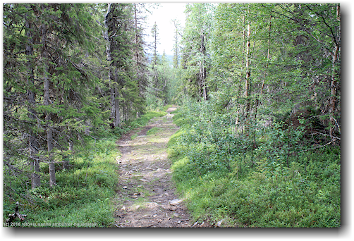 wanderweg von kvikkjokk zum sjnjerak - kurz vor der ersten schutzhuette