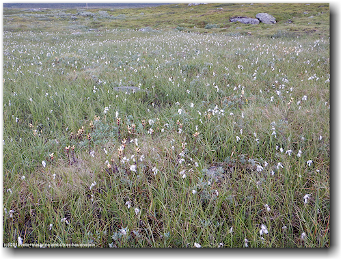 alpine blumenwiese neben dem kungsleden bei sjul olsaxeln
