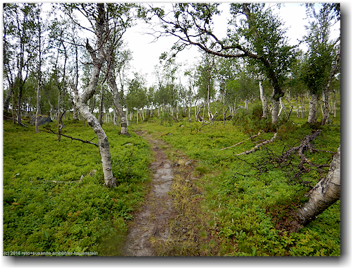 kungsleden durch lichten birkenwald unterhalb der stokkeklippen