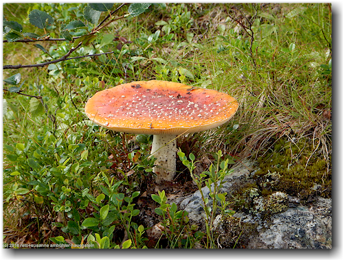 pilz entlang des kungsleden in der naehe des taernasjoen
