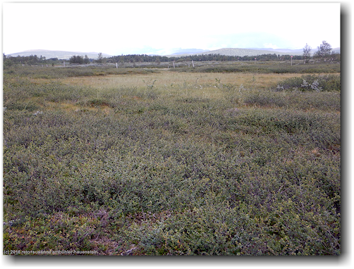 straeucher-landschaft beim suedlichen taernasjoen