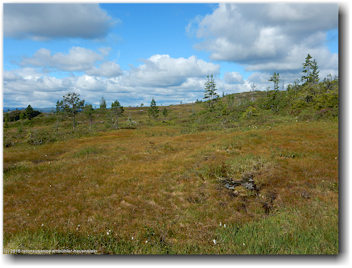 nahe der baumgrenze auf der flanke des klumpen