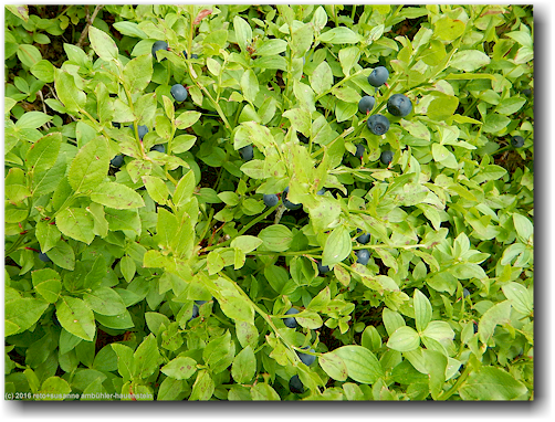 heidelbeeren im wald entlang des storvallan bei kolasen