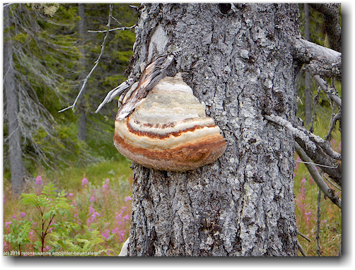 baum mit pilz